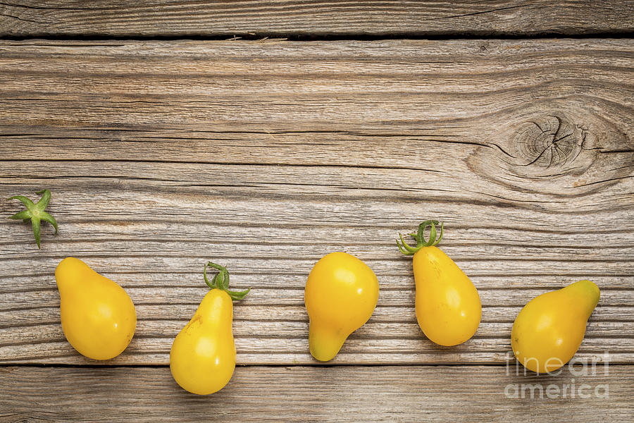 Yellow Pear Tomato Photograph by Marek Uliasz
