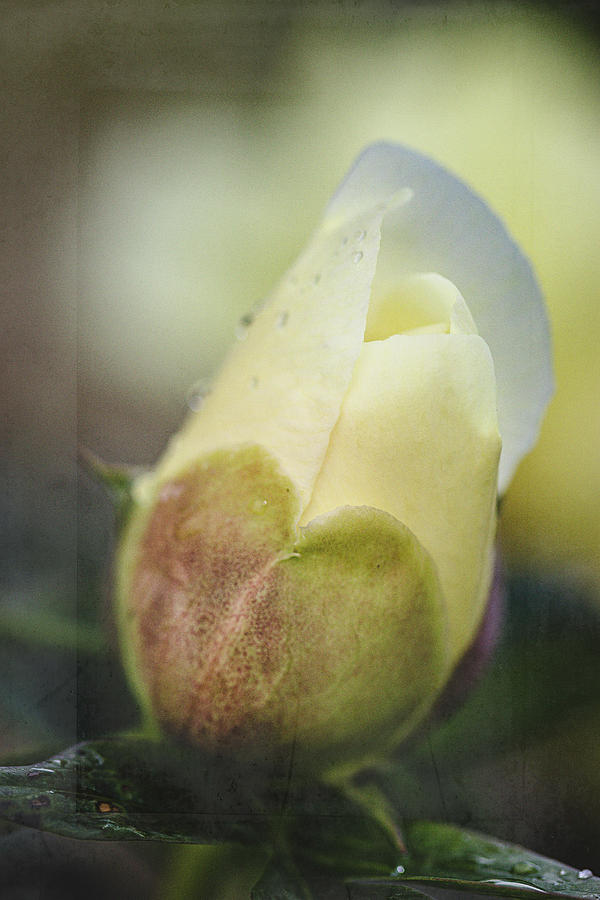 Yellow Peony Bud Photograph by Cindi Ressler