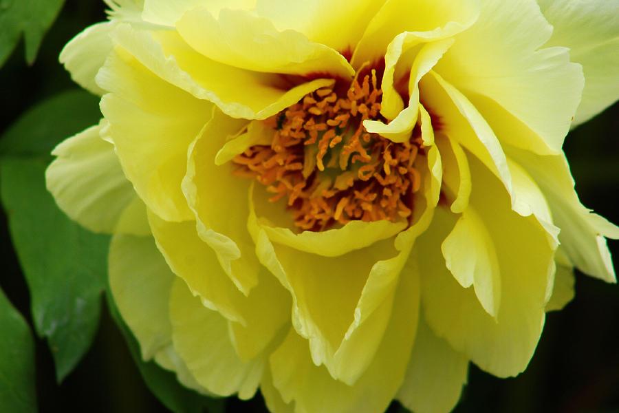 Flower Photograph - Yellow Peony by Gayle Berry