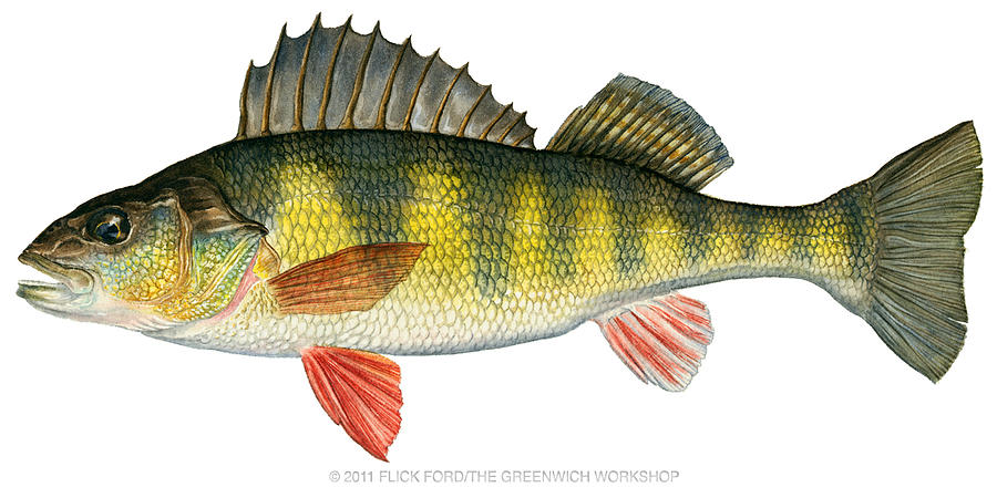 Yellow Perch Painting by Flick Ford - Fine Art America