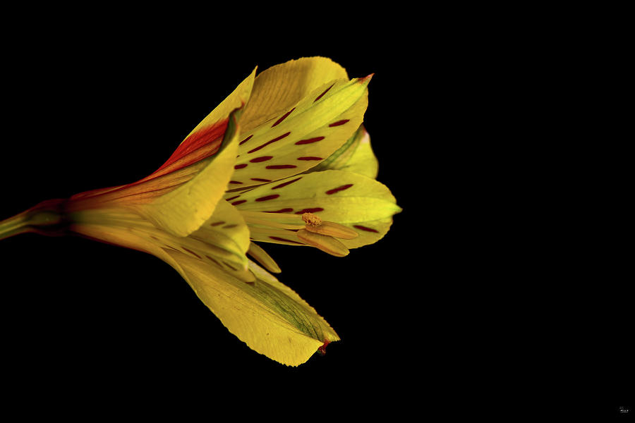 Yellow Peruvian Lily Photograph by Jason Blalock