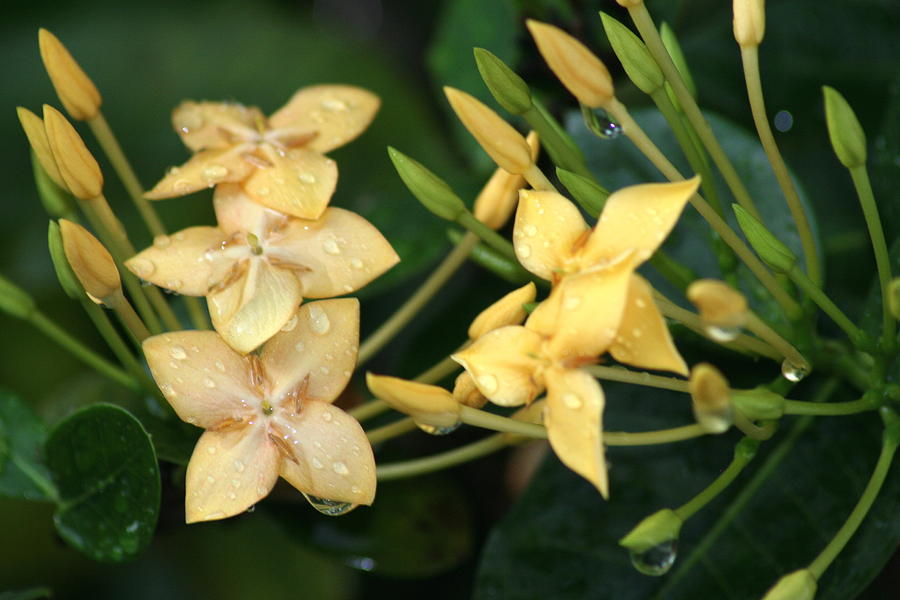 Yellow Petals and Drops Photograph by Anita Parker