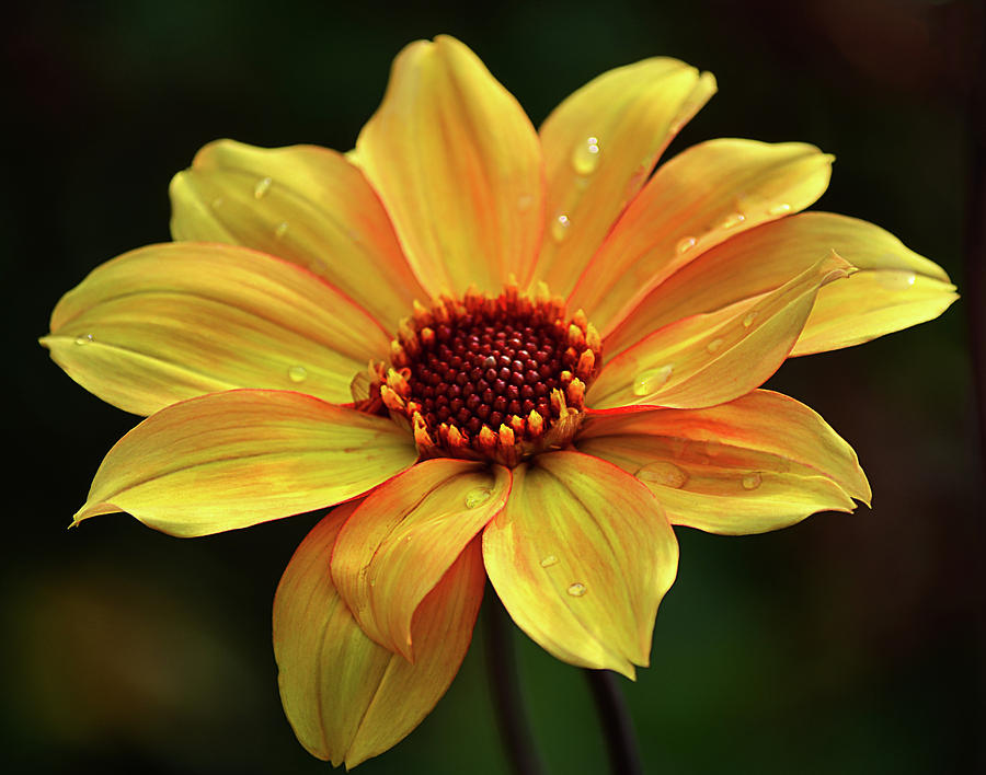 Yellow Petals and Drops Photograph by Julie Palencia