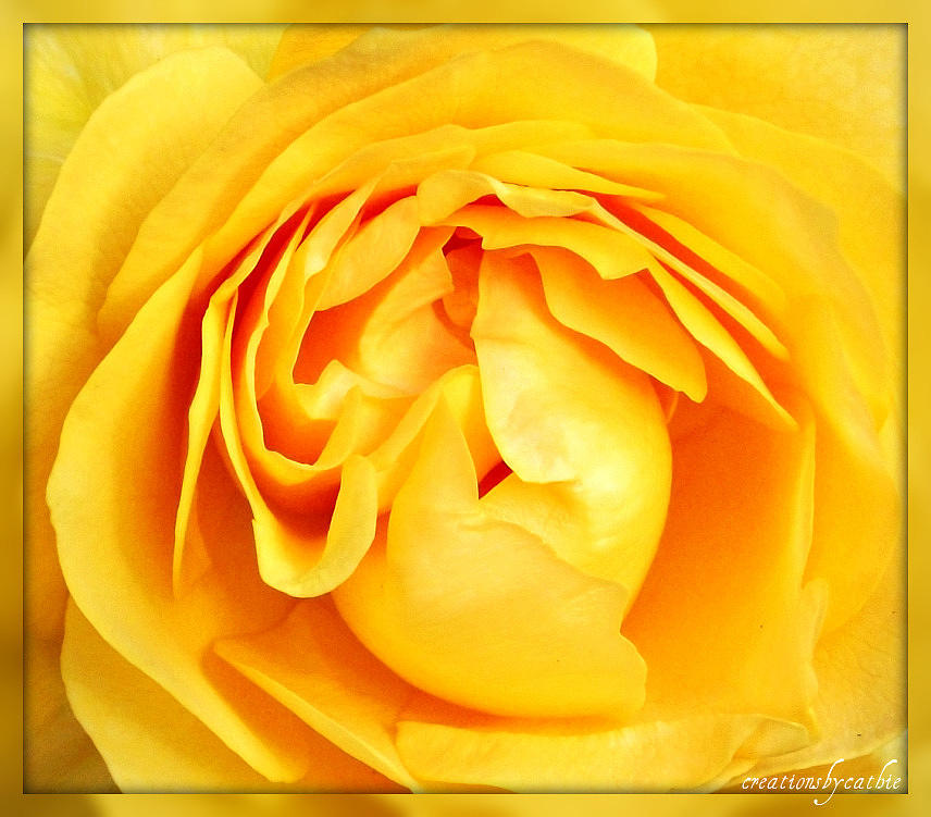 Rose Photograph - Yellow Petals by Cathie Tyler