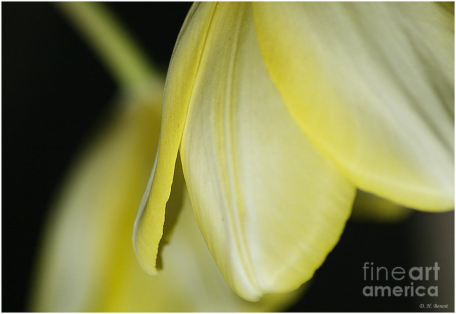 Yellow Petals Photograph by Deborah Benoit