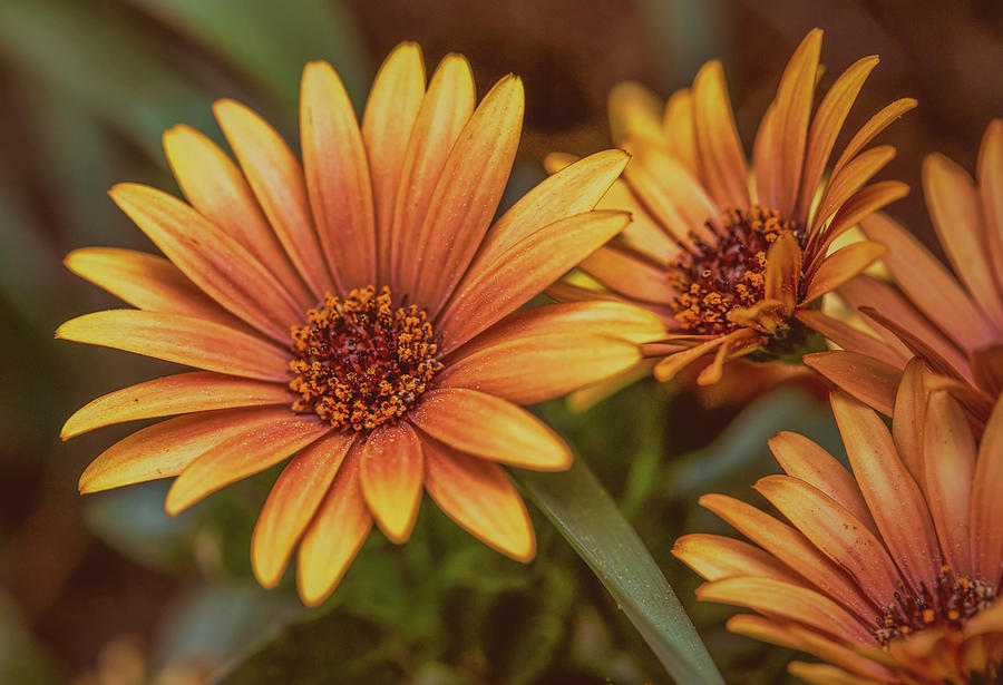 Yellow petals #g3 Photograph by Leif Sohlman
