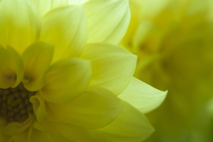 Yellow Petals Photograph by Martin Valeriano