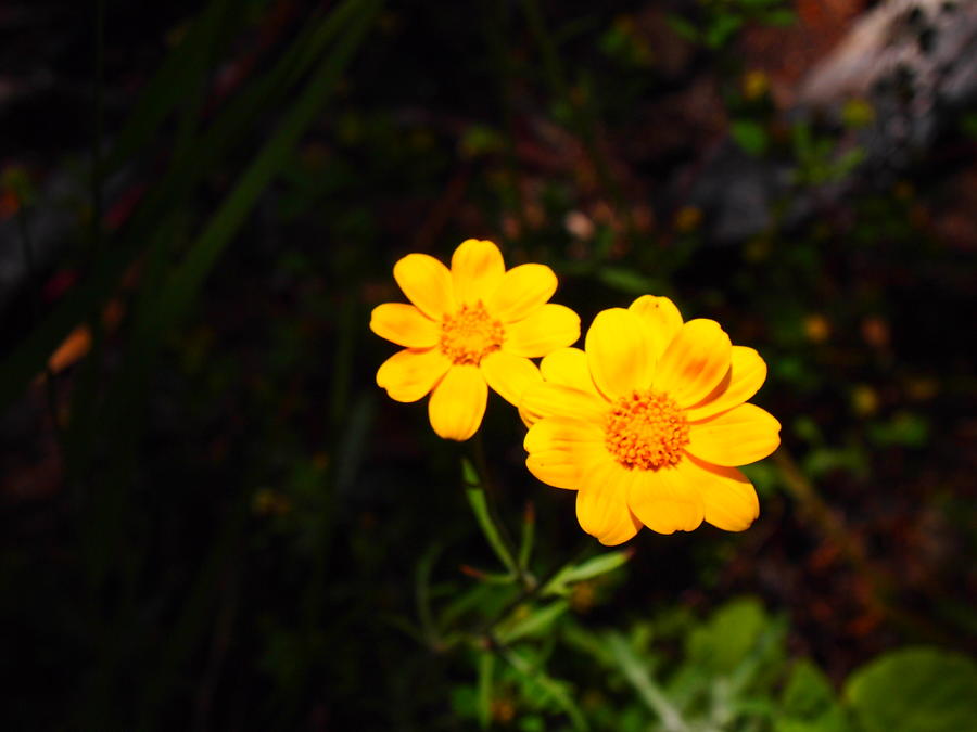 Flowers Still Life Photograph - Yellow Petals by Keelee Martin