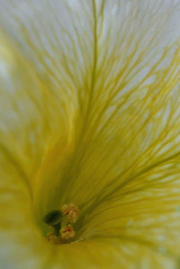 Yellow Petunia Photograph by Richard Andrews