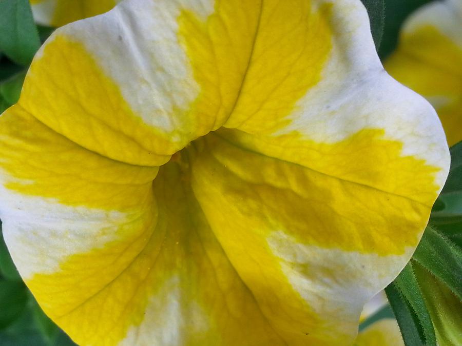 Yellow Petunia Photograph