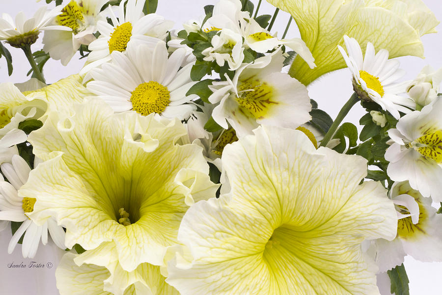 Yellow Petunias And Daisies  Photograph by Sandra Foster
