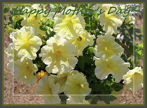 Yellow Petunias - Mothers Day Card Photograph by Sandra Huston