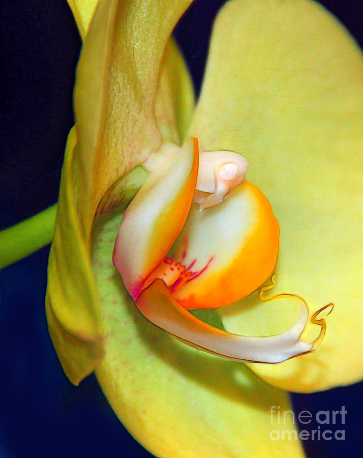 Orchid Photograph - Yellow Phaelanopsis by Judi Bagwell