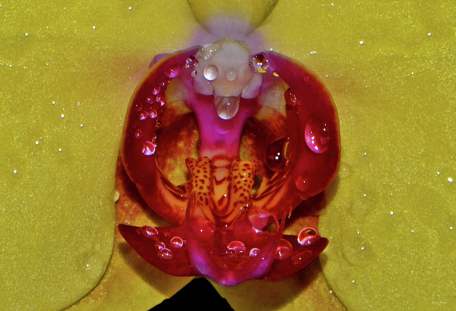 Yellow Phalaenopsis Centerpiece - Orchid And Raindrops 003 Photograph by George Bostian
