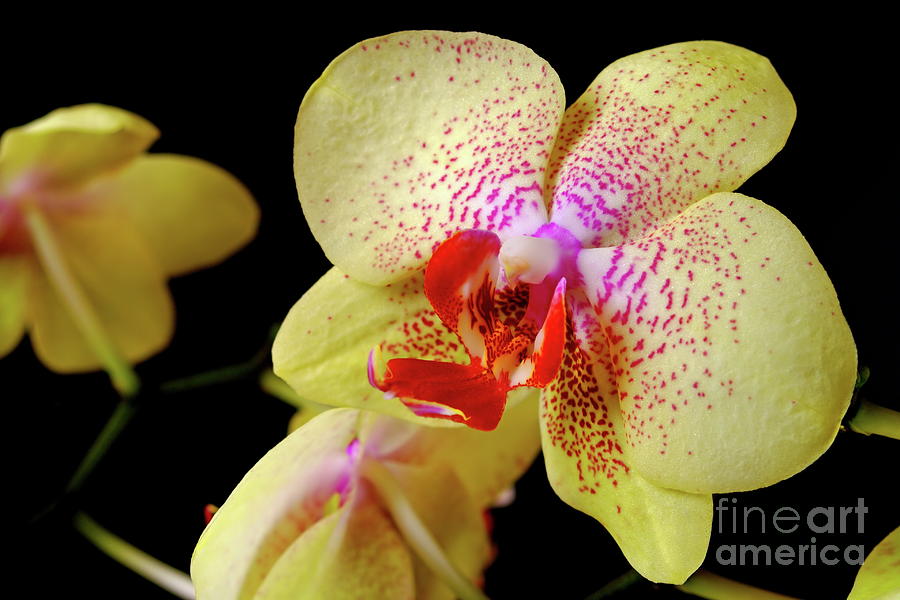 Yellow Phalaenopsis Orchid Photograph by Dariusz Gudowicz
