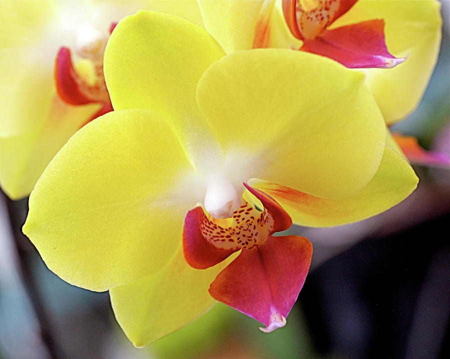 Yellow Phalaenopsis Orchids Photograph by Rona Black