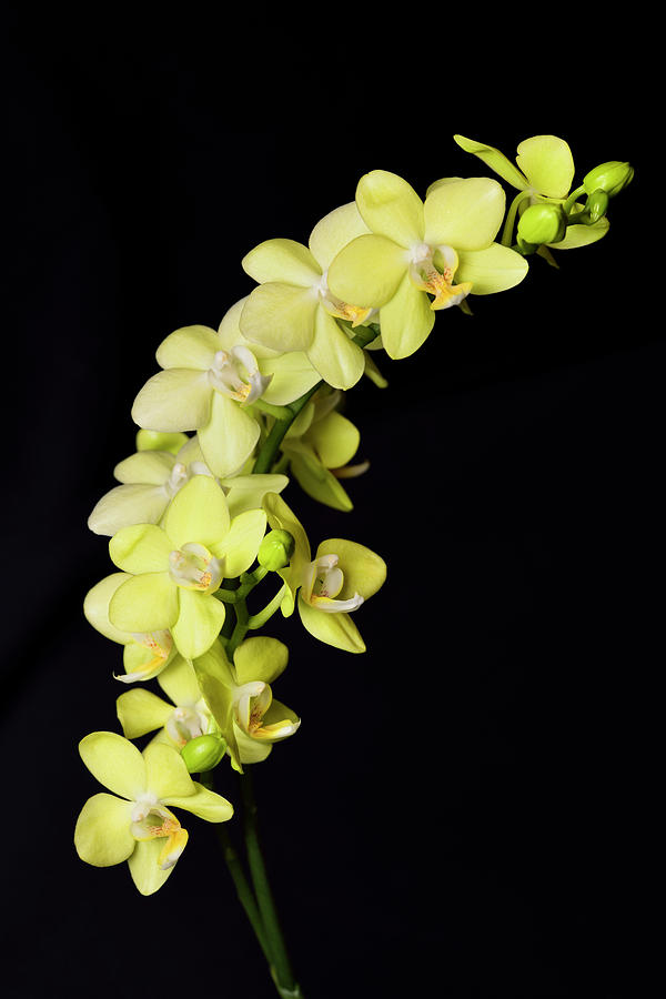 Yellow Phalaenopsis Taida Smile Little Green Moth orchid hybrid  Photograph by Reimar Gaertner