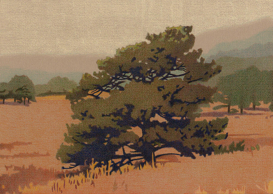 Yellow Pine Drawing by Dan Miller