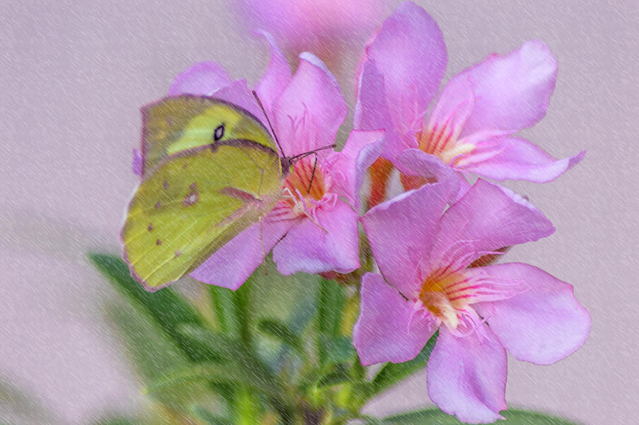 Yellow Pink Butterfly Photograph by Leticia Latocki