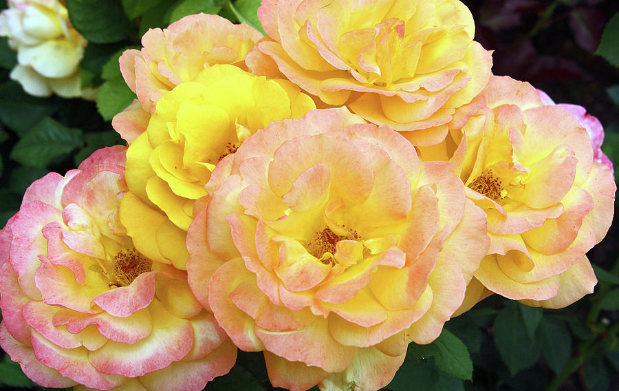 Yellow-pink roses Photograph by Ellen Tully