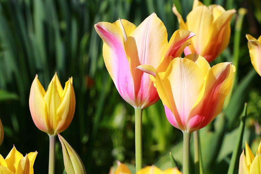 Yellow Pink Tulips Photograph by Carol Montoya