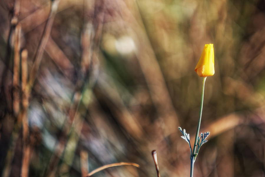 Golden Poppy Photograph by Adam Rainoff