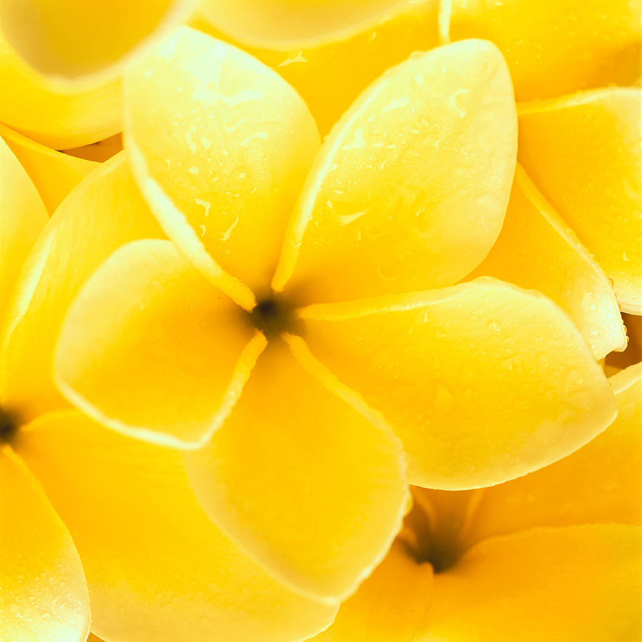 Yellow Plumeria Photograph by Carl Shaneff - Printscapes