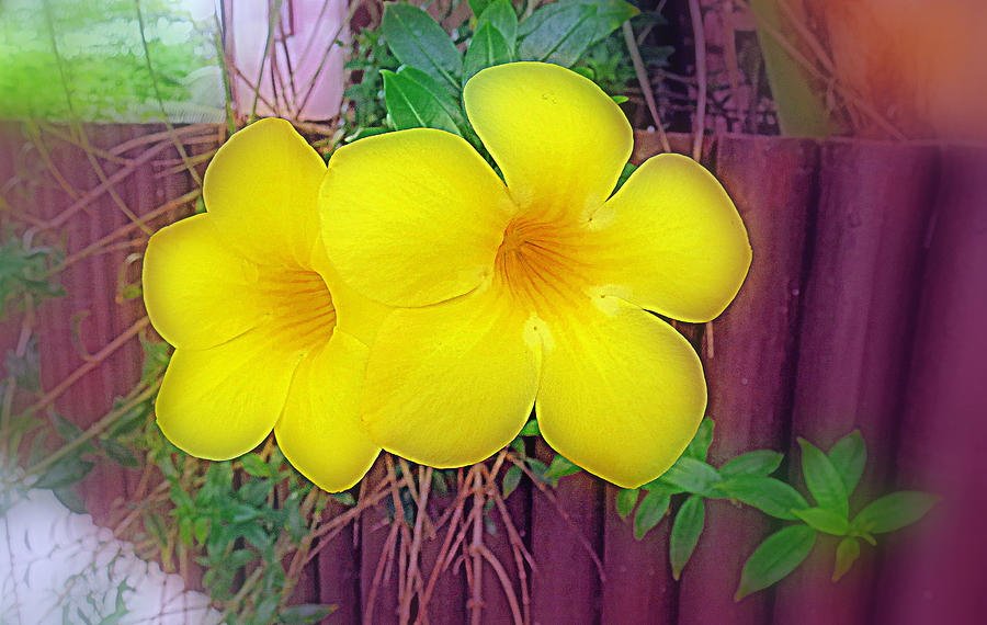 Yellow Mandevilla Flowers Digital Art by Kay Novy