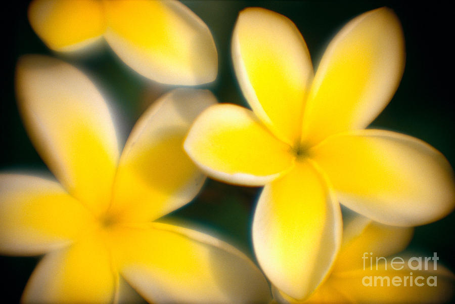 Yellow Plumeria Photograph by Joe Carini - Printscapes