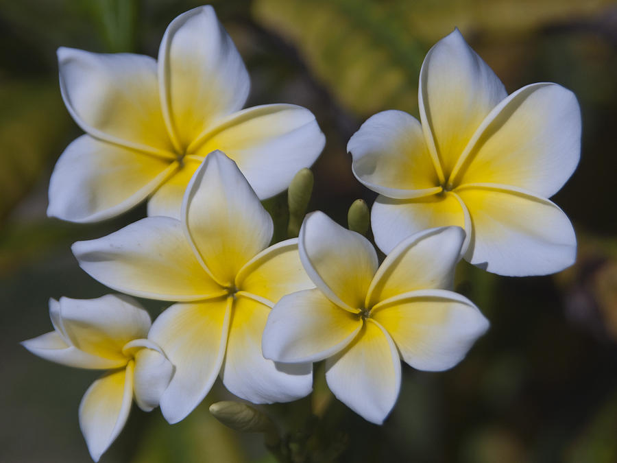 YELLOW PLUMERIA by Margaret Fortunato YELLOW PLUMERIA by Margaret Fortunato
