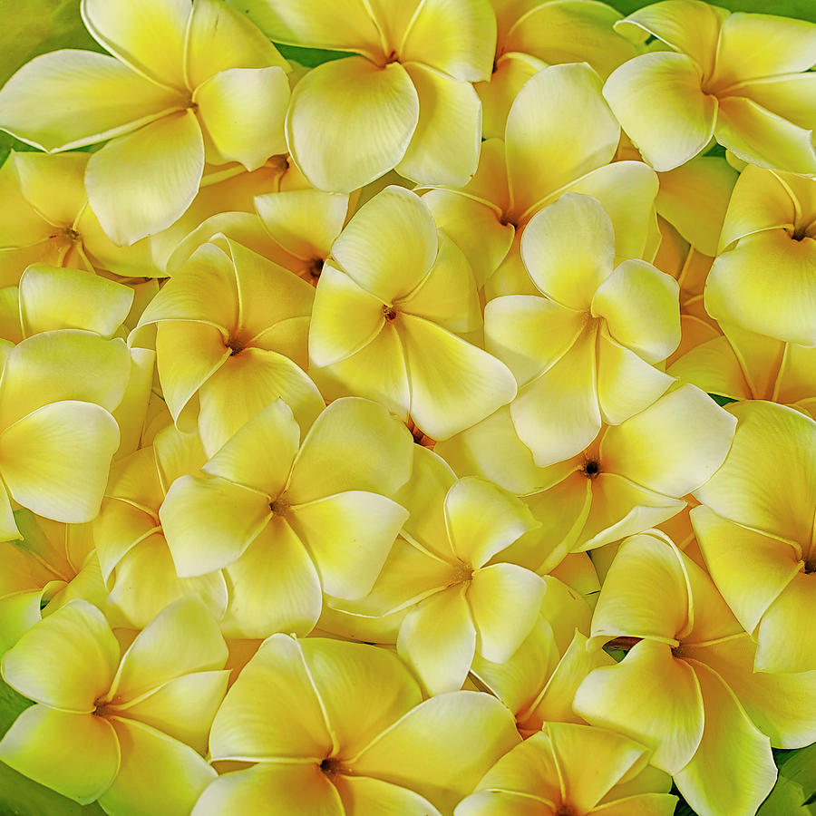 Nature Photograph - Yellow Plumerias by Jade Moon