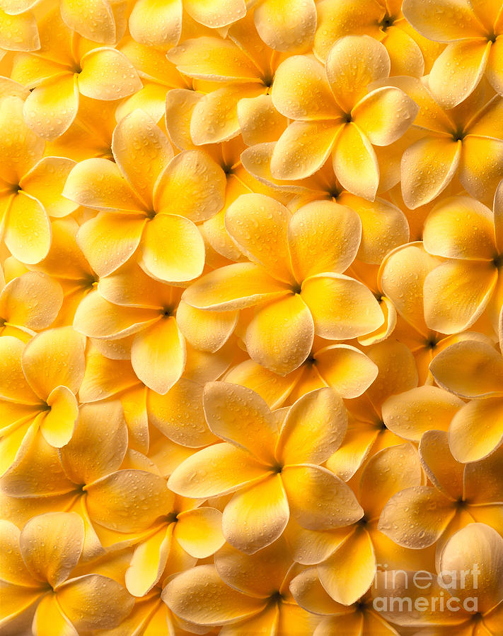 Yellow Plumerias Photograph by Kate Turning & Tom Gibson - Printscapes