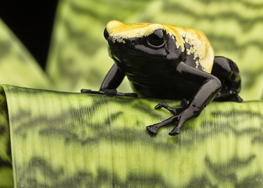yellow poison dart frog Brazil Rain forest Photograph by Dirk Ercken
