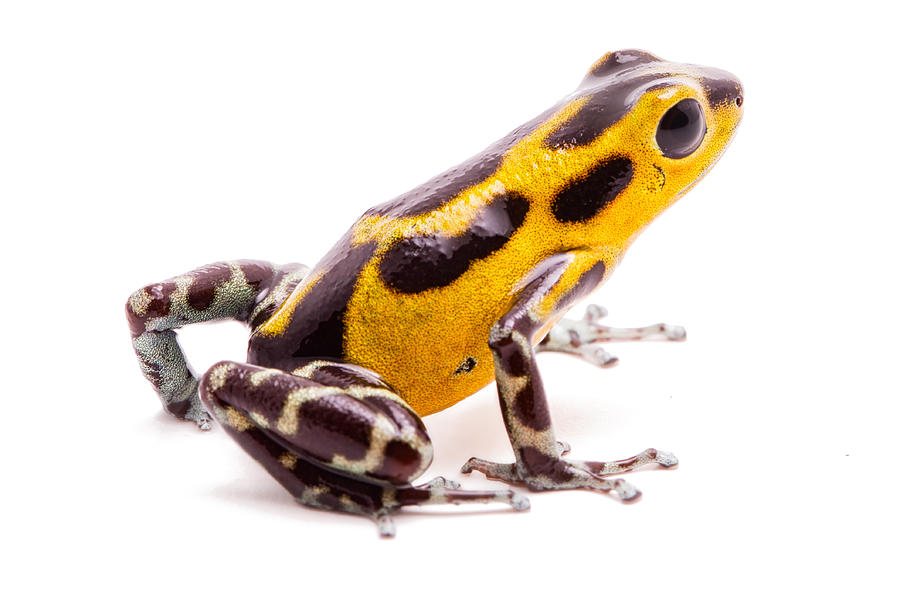 Yellow poison dart frog Panama isolated Photograph by Dirk Ercken