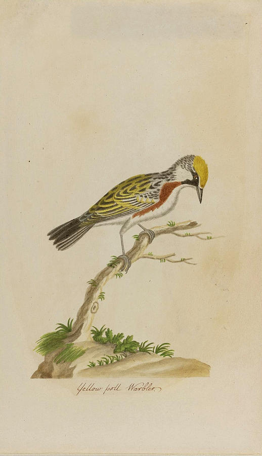 Yellow poll Warbler Drawing by John Abbot