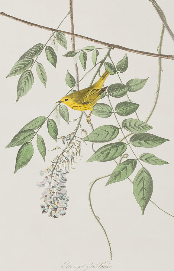 John James Audubon Painting - Yellow Poll Warbler by John James Audubon