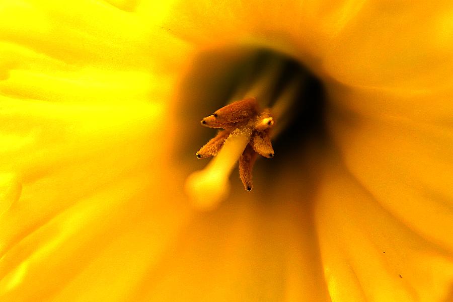 Yellow Pollen Photograph by Scott Hovind