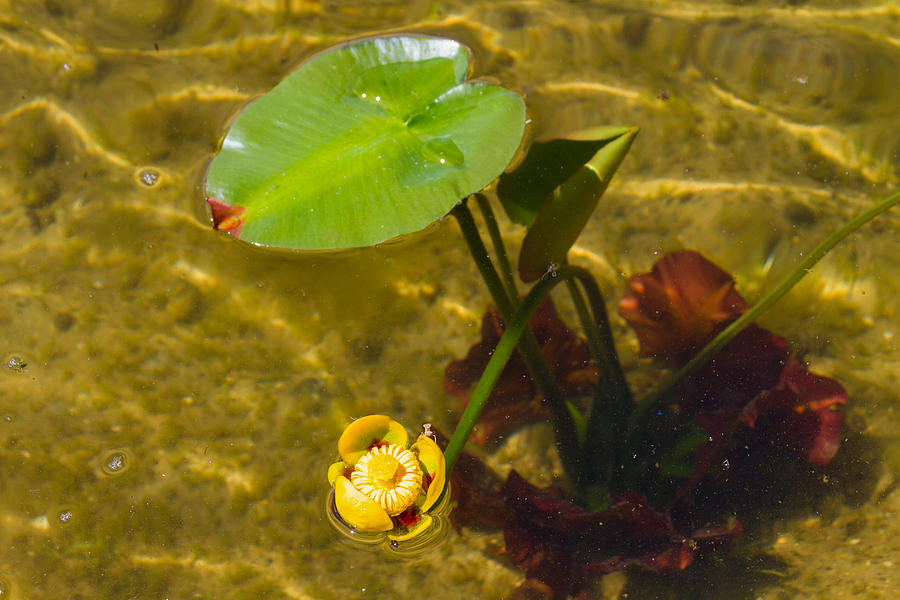 Yellow Pond Lily Photograph by Bonnie Follett