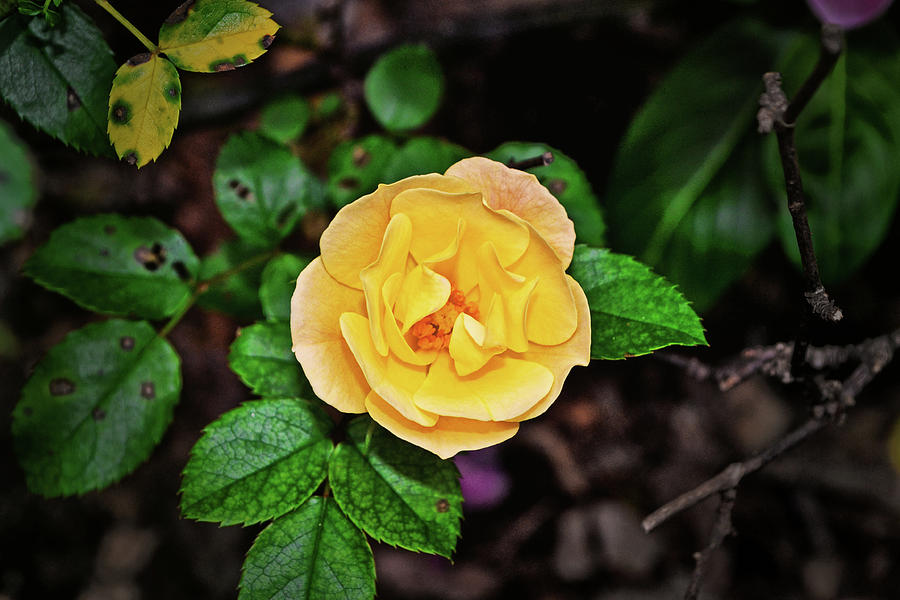 Yellow Popcorn Drift Rose 002 Photograph by George Bostian
