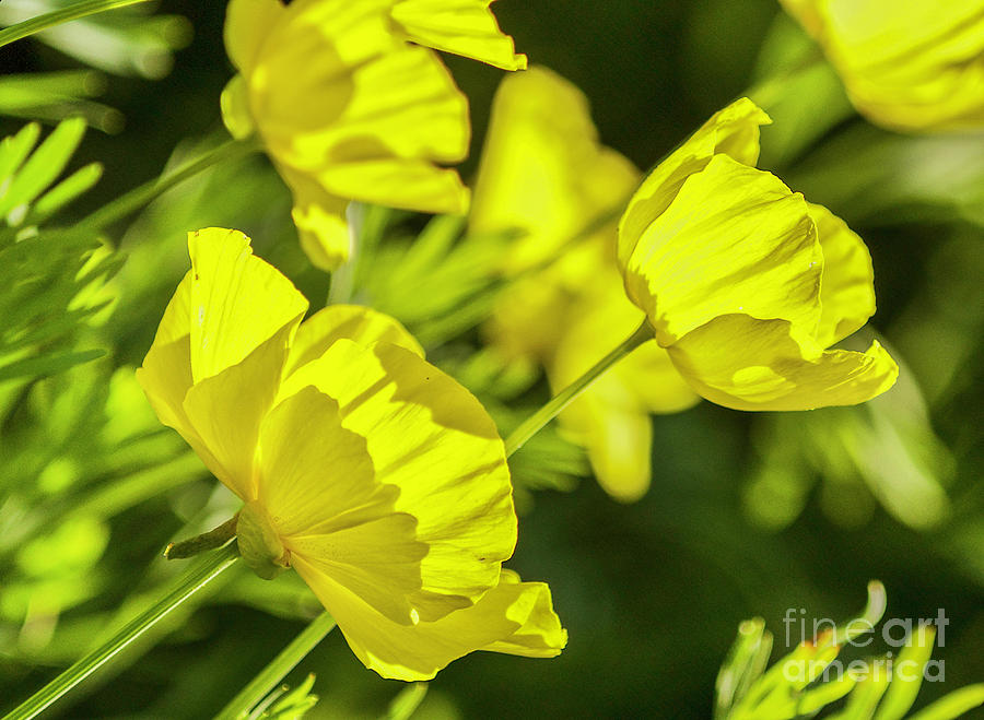 Yellow Poppies I Photograph by Karen Jorstad