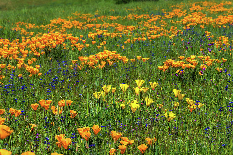 Yellow Poppies Photograph by Javier Flores | Pixels