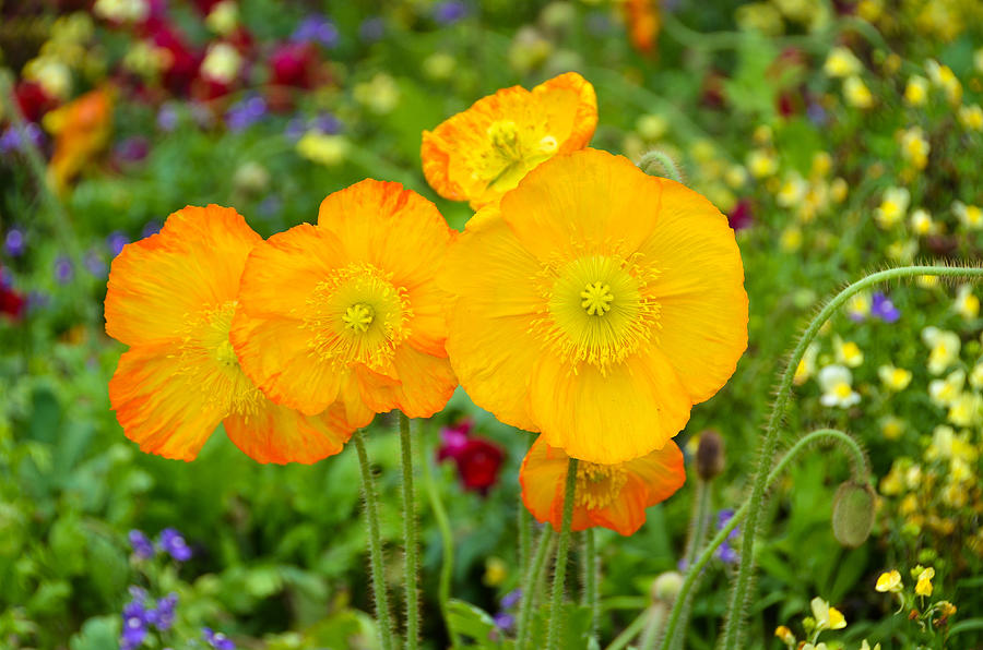 Yellow Poppies Photograph by Oswald George Addison
