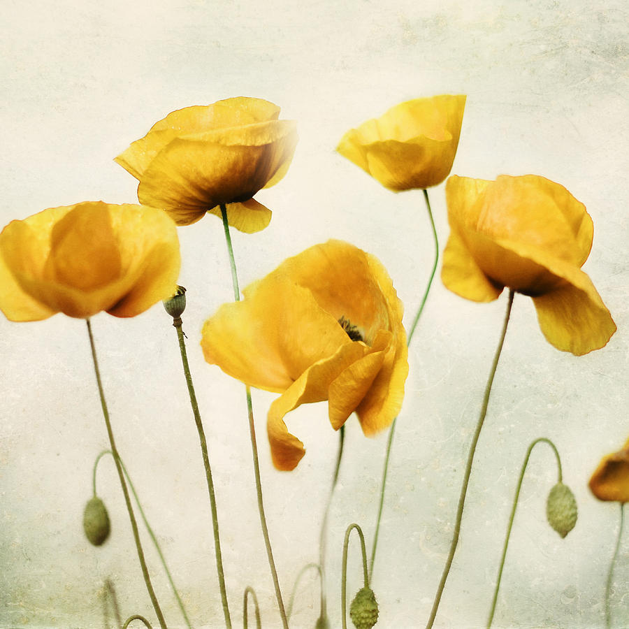 Poppy Photograph - Yellow Poppies - Square Version by Amy Tyler