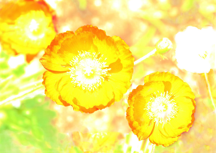 Flower Photograph - Yellow Poppies by Viktor Savchenko