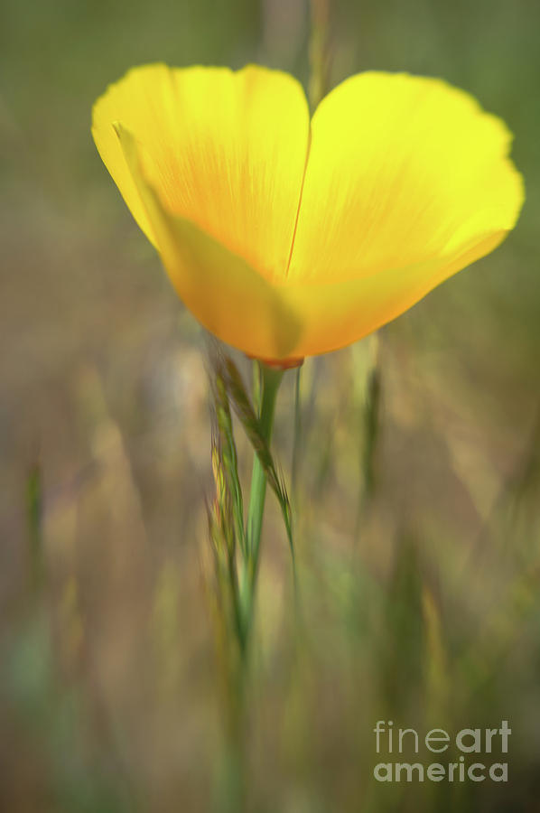 Yellow Poppy 3 Photograph by Jill Greenaway