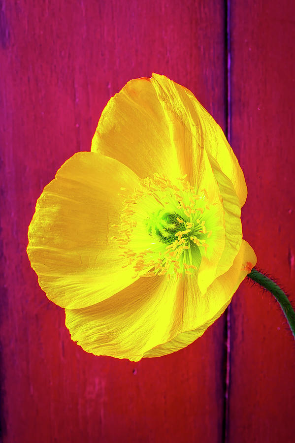 Flower Photograph - Yellow Poppy Against Red Wall by Garry Gay