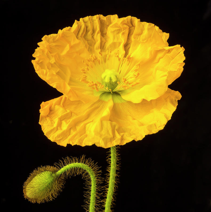 Yellow Poppy And Bud Photograph by Garry Gay