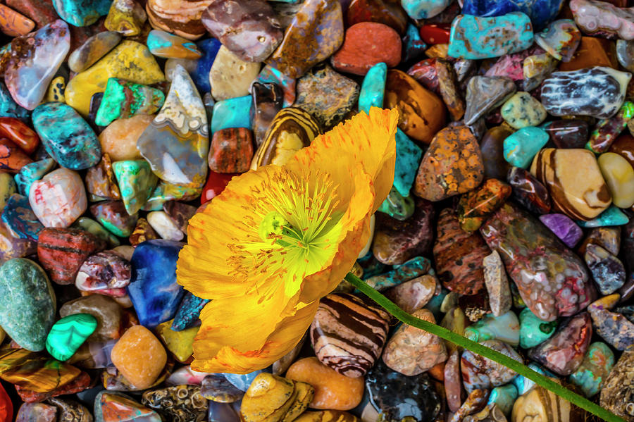 Yellow Poppy And Colored Stones Photograph by Garry Gay
