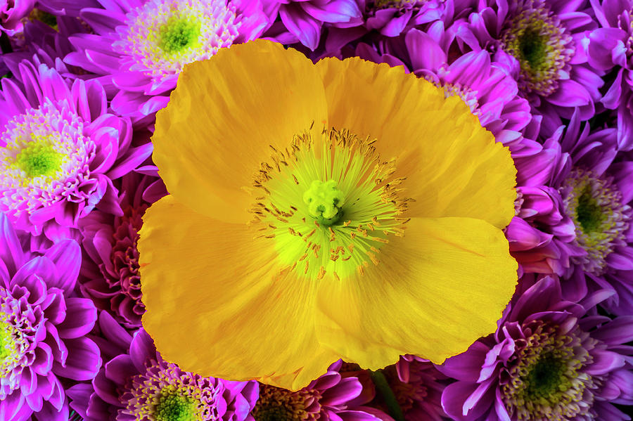 Yellow Poppy And Poms Photograph by Garry Gay