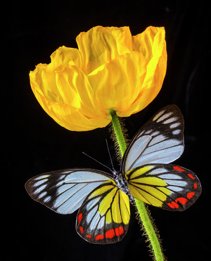 Yellow Poppy And Stunning Butterfly Photograph by Garry Gay